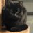 黒猫先生のアイコン