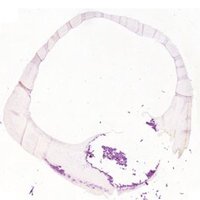 MMU Cardiovascular Research Group (@mmucvrg) 's Twitter Profile Photo MMU Cardiovascular Research Group (@mmucvrg) 's Twitter Profile Photo
