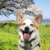 レイン🐾コーギー (@rain_corgi) Twitter profile photo レイン🐾コーギー (@rain_corgi) Twitter profile photo