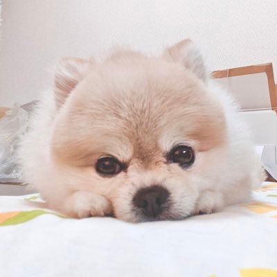 かしぽめさんのプロフィール画像