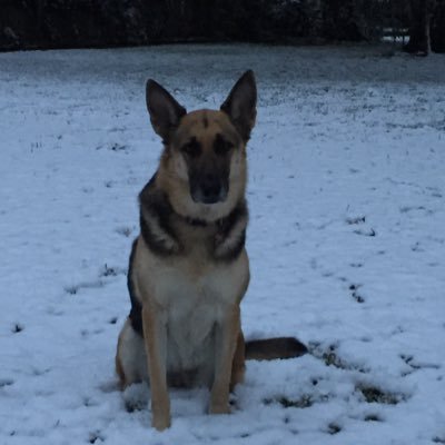 Wife, Mother and Patriot. 2A and German Shepherds❤️🇺🇸🇺🇸🇺🇸