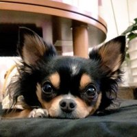 コイキント (@koikint) 's Twitter Profile