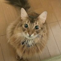 🐱tomo🐱(@bkw_tomo) 's Twitter Profile Photo