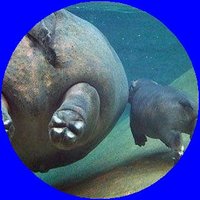 hippo🦛Masa🍋🌸🍠 (@shippo_hama) 's Twitter Profile