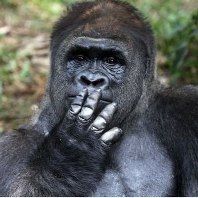 KG96443041's profile picture. 平凡な日常を暮らし、休日に競馬を楽しむ！好きな馬はクロノジェネシス😗
いつかは競馬で勝って美味しいものでも食べに行きたいな…😏