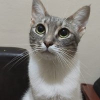 Mr. Bolivian 🦁 (@mrbolivian12) 's Twitter Profile