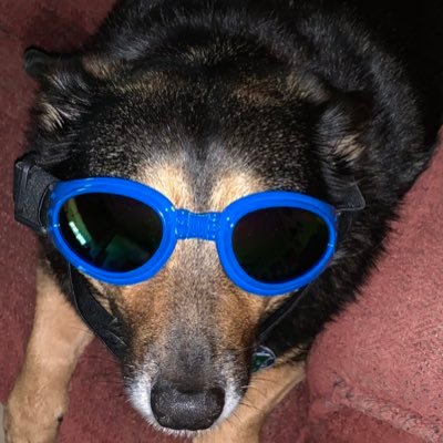Maxwell is a sweet and salty doggie very opinionated with street cred He speaks his mind.  Being a Floridian he is an exceptionally a cool dude! ☮️