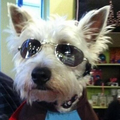 I'm Preston & I share with you the world from a dog's point of view! | PR Friendly | Writer | Pet Jetsetter | #ENDALZ Advocate | AWESOME DOG!
https://t.co/zxB6lOpIa7