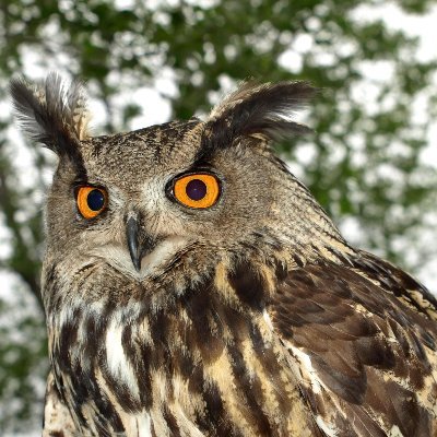 SebZael_'s profile picture. ==============================