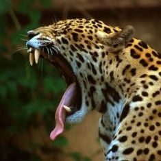 ALPHACITY5's profile picture. The missions :

https://t.co/yRU32zM02f Cooperatively.
2. Analyze.
3. Plan.
4. Execute.
5. Grow.