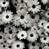 Zilan Ç.🌺 (@zilann_0) 's Twitter Profile Photo