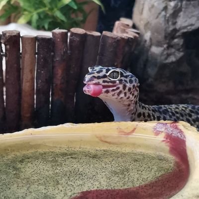 PreciseAtom27's profile picture. 