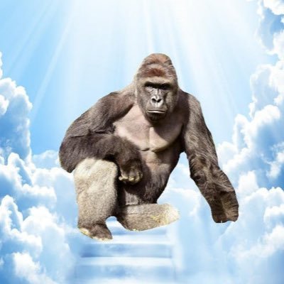 Revenge4Harambe's profile picture. 