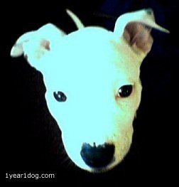 1year1dog's profile picture. For 1 year I will blog 1 thing per day that dogs do to amuse or inspire me. Launched 1/11/11.