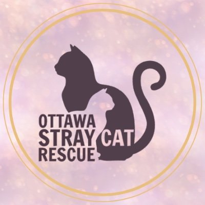 We are a non-profit, volunteer rescue group based in Ottawa. We help find homes for adoptable street cats and help manage stray cat colonies. #OSCatR