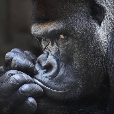 lim93652369's profile picture. Bio bo bo