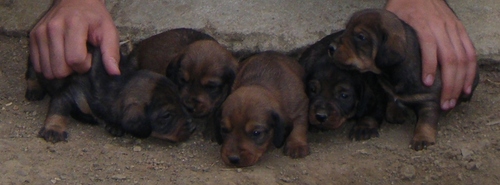 JesusMML's profile picture. hastiado