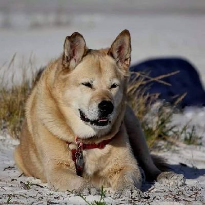 shy & anxious. Animals bring me joy. Vet asst, hockey goalie. I miss Holtby. Caps, Nats, WFT, Mystics, Wizards fan. I have nothing important to offer the world.