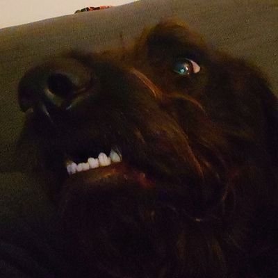 Dog Mum 🐶
Killie Fan ⚽
Talk a load of rubbish🤦🏻‍♀️



#KTID