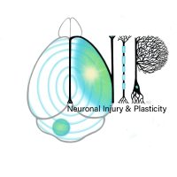 Neuronal Injury Program - CU(@NeuronalInjury) 's Twitter Profile Photo