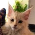 Tibs the Maine Coon (@tibsmainecoon) Twitter profile photo Tibs the Maine Coon (@tibsmainecoon) Twitter profile photo