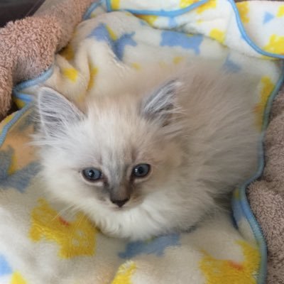 ParisVancouver's profile picture. Parisに10年住んだ後、永住権を取得して現在、Vancouver在住。 着物大好き👘 元々はツイートは読むだけだったのが、パンデミックが始まって呟かずにいられなくなりました。ラグドールの子猫(女の子)を迎えてデレデレな日々を送っています。