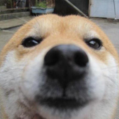 ecila_v's profile picture. no highs no lows only doge.