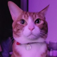 모찌아닌모짜아빠 (@mozza_kim) 's Twitter Profile