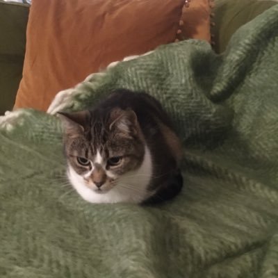 dvcclawler's profile picture. published author and activist. specialising in domestic abuse , coercive control ,contemporary pornography and it’s impacts on young minds.