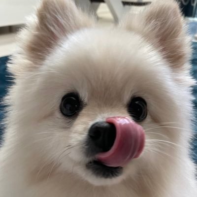 シロの部屋 わたあめ犬 Vs 抜け毛吸いとーる ポメラニアン ぽめらにあん 休日の朝 わたあめ犬