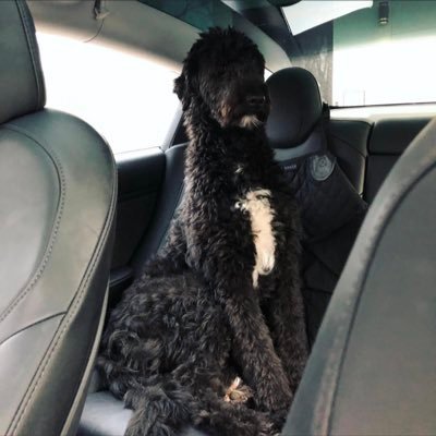 anklfer's profile picture. 