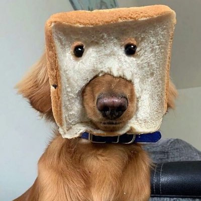 maisouialors's profile picture. 