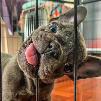 frenchie