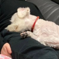 あおぎり (@yttm1408) 's Twitter Profile