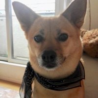 ゆに (@unisonrobbie) 's Twitter Profile