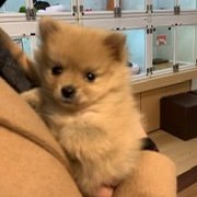 HERO&10set&ポルカファンタジーXPの三代巨塔に人生をかける 、2匹の飼い主！6歳のトイプーももちゃんと10ヶ月のポメラニアンぽんちゃんです❣️🧚🏻‍♀️💃🏼