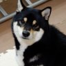skt34's profile picture. GLAY/シクラメン（アーティスト）が好きです。2019年より、黒柴犬「福」を飼っています。2023年8月13日、2匹目黒柴犬「幸」をいただきました。
　勝手なリポスト、避けていただきたい。