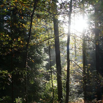 Deep Forest Sciences is a deep tech R&D company that builds AI tools for the biotech and pharmaceutical industries. https://t.co/7FMrB0Uqit.