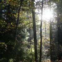 Deep Forest Sciences (@deepforestsci) 's Twitter Profile
