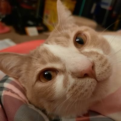 I am a single 38 year old with Chiari, had brain surgery. Chiari sucks.... I am the proud humama of 3 kitties.
