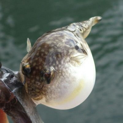 鰓樟 渡簾さんのプロフィール画像
