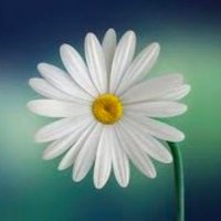 Shwe Shan (@shweshan11) 's Twitter Profile