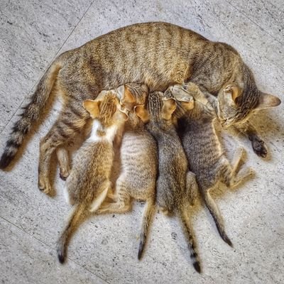 ImRahulRaju's profile picture. UI/UX Designer & Web Front End Developer