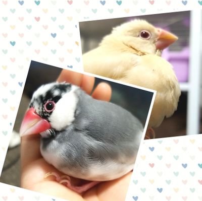 可愛い可愛い文鳥ズと暮らしてます🐥
                      ひまり(桜)2020.6.1お迎え、ちとせ(ﾗｲﾄｼﾙﾊﾞｰ)、すず(ｸﾘｰﾑ)