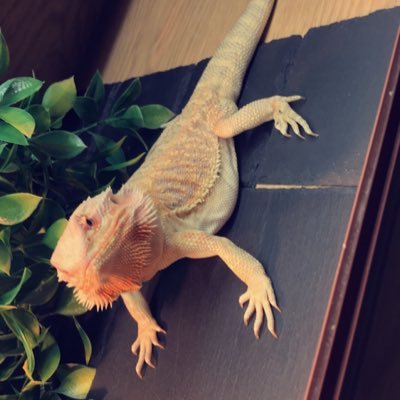 Anthony4353's profile picture. 29/5/18 ❤