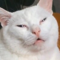 StumptownGrrl - nonbinary... politically (@stumptowngrrl) 's Twitter Profile