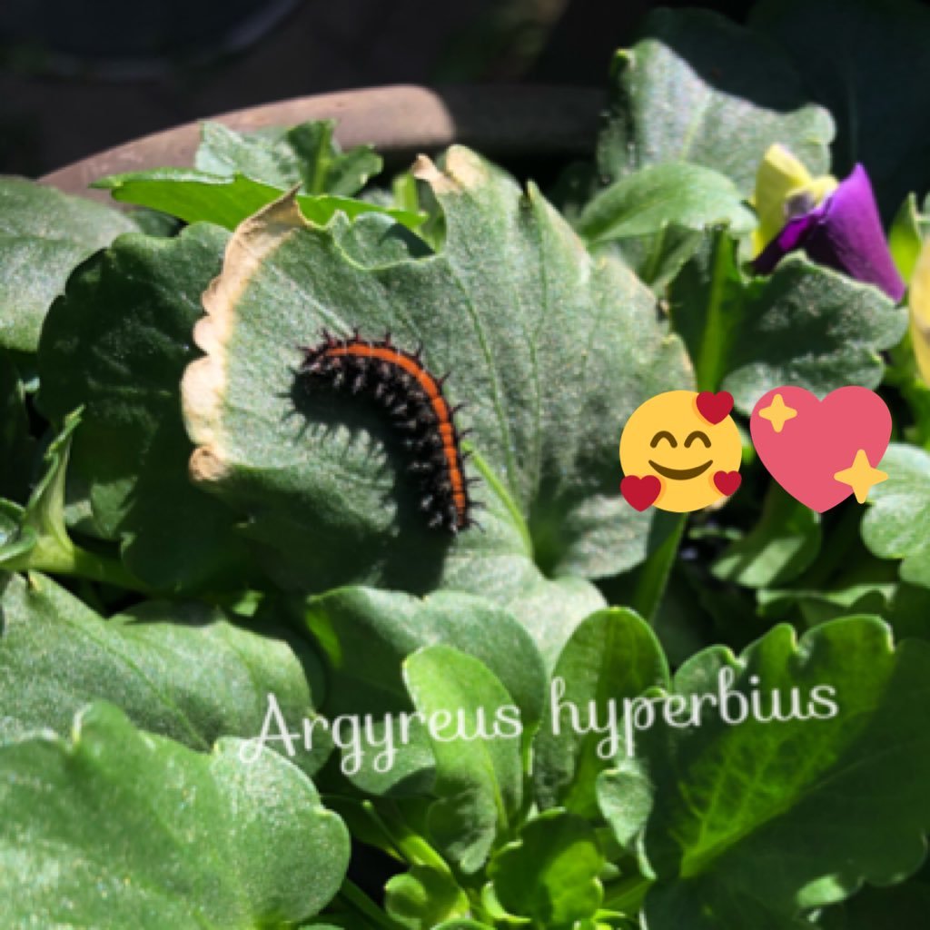 生き物好きの日本人女性です😄 A Japanese woman who likes the living creatures/ انا يابانية، وتاتعجبني لحشرة/ ⴳⵉⵖ ⵜⴰⵊⴰⴱⴱⵓⵏⵉⵜ, ⵃⵎⵍⵖ ⵉⴱⵓⵅⵅⵓⵛⵏ/ Я - японка и мне нравится животное