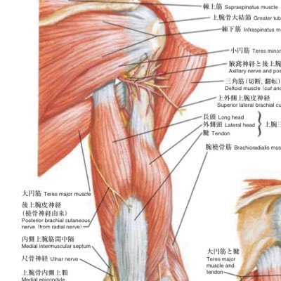 筋トレ関係諸々つぶやく垢 3月末までにBIG3合計300kg