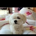 Mi Kyong Oh - @kellyoh0522 - Twitter