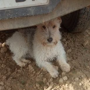 Manuel20062874's profile picture. Es pincho, mi nieto, es un trasto encantador